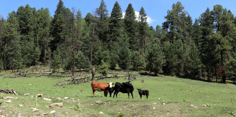 Cows Are Going Off-Mountain